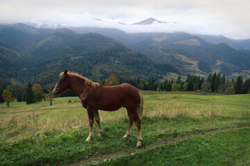Fototapeta na wymiar Brown horse on hill near beautiful mountains