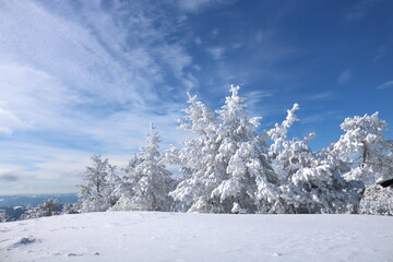 Fototapeta na wymiar Winter scenery in the sunny day. Mountain landscapes. Trees covered with white snow, lawn and blue sky