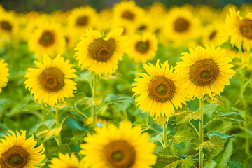 Sunflowers field blooming background Summer sunset in Thailand