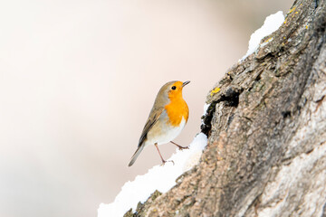 European robin (Erithacus rubecula)