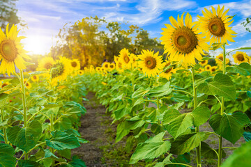 Sunflowers field blooming background Summer blue sky background in Thailand