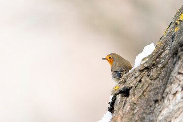 European robin (Erithacus rubecula)