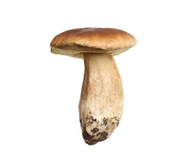 Fresh slippery jack mushroom isolated on white