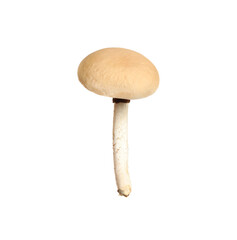 Fototapeta premium Fresh wild pioppini mushroom isolated on white