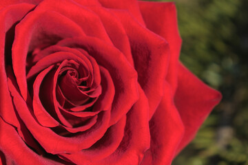 A bud of a delicate red rose close-up. Beautiful rose symbol of love and celebration