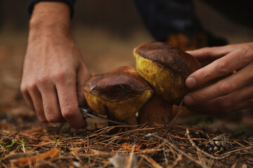 Man picking mushrooms in autumn forest, closeup