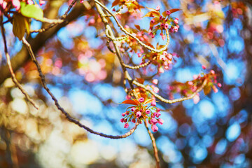 Branch of cherry blossom tree with beautiful pink flowers on a spring day