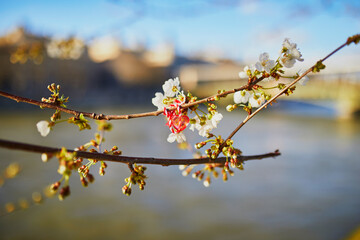 Plum tree branch with flowers and martisor