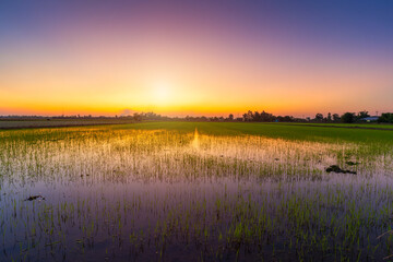 Beautiful green field cornfield or corn in Asia country agriculture harvest with sunset sky background.