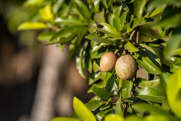 Obraz premium Close up of Sapodilla grow on the Sapodilla tree in a garden background Sapodilla leaves in thailand,fruit for healthy