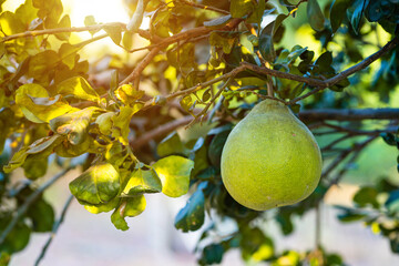 Close up of green Grapefruit grow on the Grapefruit tree in a garden background  harvest citrus fruit thailand.