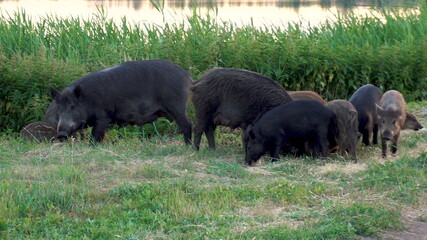 Wild pigs eat together. Big pigs and little pigs looking for food on the grass