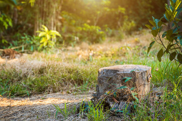 a cut tree stump in natural garden forest thailand