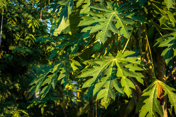 Green Papaya leaves papaya tree in the garden background thailand