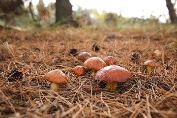 Brown boletus mushrooms growing in forest, closeup