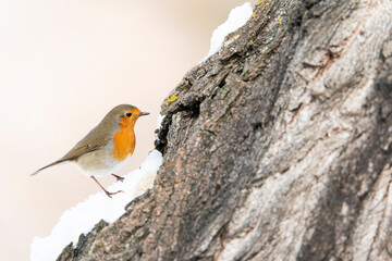 European robin (Erithacus rubecula)