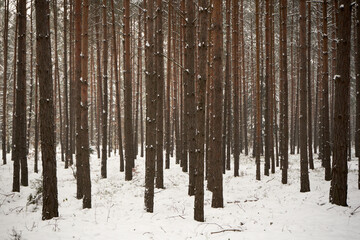 zimowe drzewa