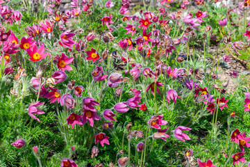 Pulsatilla vulgaris 'Rubra ' a spring perennial red flowering plant commonly known as pasque flower, stock photo image