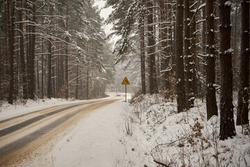 leśna zimowa ścieżka © Marcin Łazarczyk