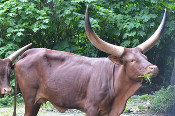 Bos primigenius taurus,  Cattle or cows, female and bulls, male, are the most common type of large...