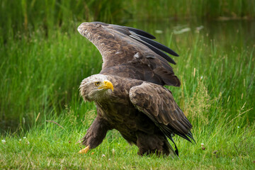 White tailed eagle