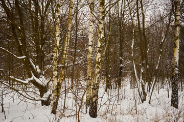 zimowe drzewa łąka 