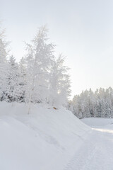 Snow-covered white trees on a lonely forest road