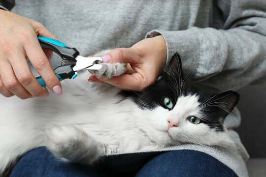 Woman cutting claws of cute cat with clipper, closeup