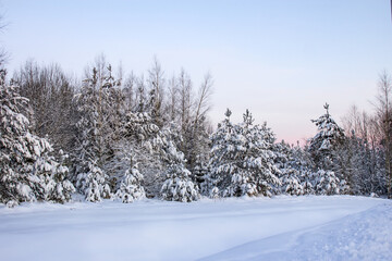 Winter image of spruces tree. Frosty day, calm wintry scene. Great picture of wild area. Tourism concept.