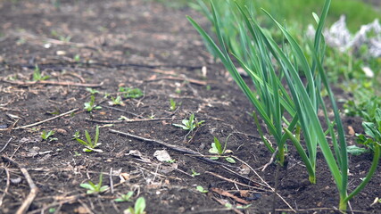 Onions growing in the garden. The wind stirs the onion stalks.