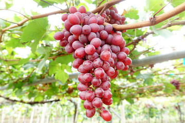 Red ripe grapes in the garden 