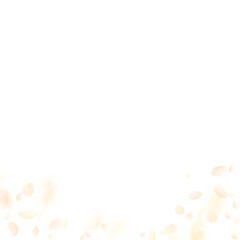 Yellow orange flower petals falling down. Uncommon romantic flowers gradient. Flying petal on white square background. Love, romance concept. Classic wedding invitation.