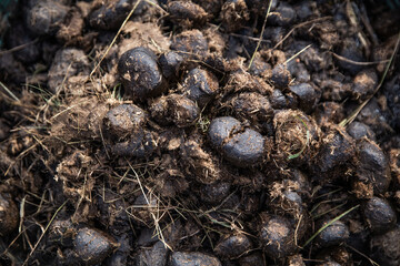 Horse dung in a wheelbarrow on a farm