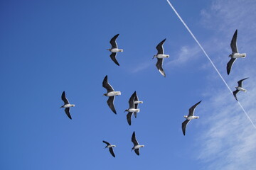 A flock of seagulls soaring above a yacht in the Red Sea against the blue sky. Winter in Egypt. January.