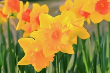 美しい満開の水仙の花