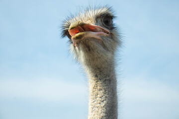 Surprised ostrich with open mouth