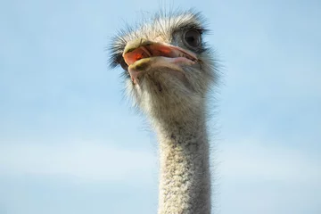 Fotobehang Surprised ostrich with open mouth © Лаура Летова