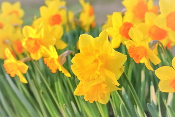 美しい満開の水仙の花