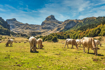 Vaches de Pyr&eacute;n&eacute;es