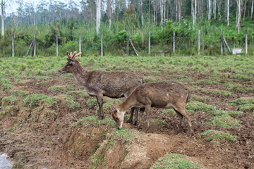 Deer Eat Grass In The Campground