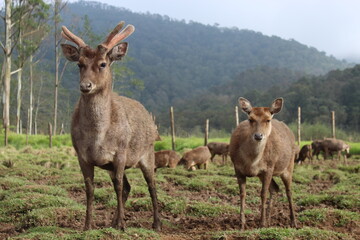 Deer In The Forest Rancaupas, West Java, Indonesia