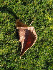 the dry leaves of Terminalia catappa on the green grass background