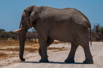african elephant walking