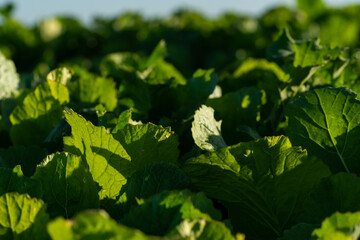 Summer crop for cattle