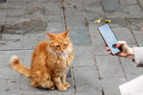 A tourist photographs a beautiful stray cat. Istanbul, Turkey.