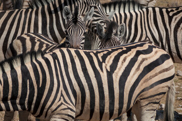 Fototapeta na wymiar zebras in etosha