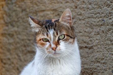 Portrait of a sad stray cat. Close-up. Istanbul, Turkey.