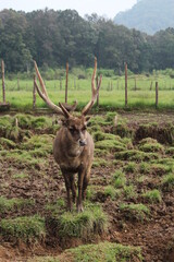 Deer In The Campground, Rancaupas, West Java, Indonesia