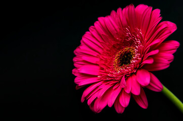 Bright gerbera flower on a black background