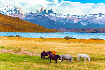 Herd of South American wild horses